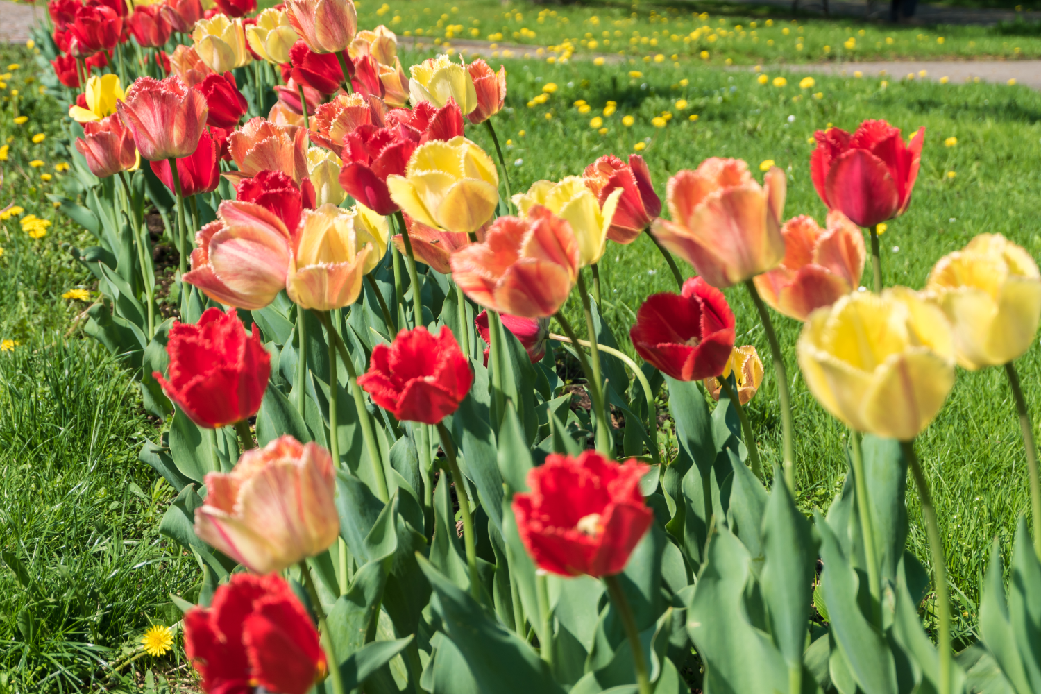 The tulips in Morges